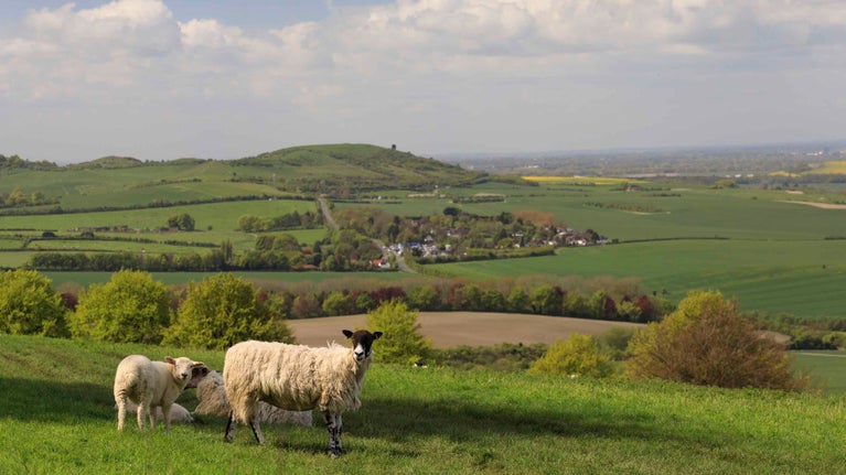 Sheep grazing at Dunstable Downs, Bedfordshire